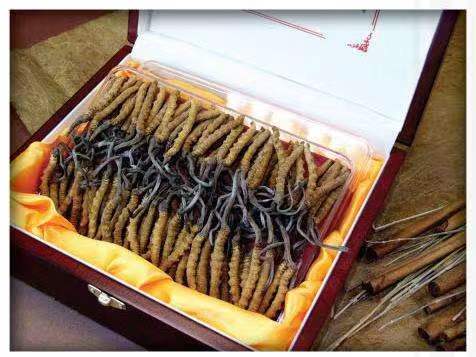 道县冬虫夏草回收